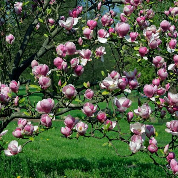 A Magnolia 'Nigra' 6" Pot with numerous pink and white blossoms is in full bloom in a grassy area.