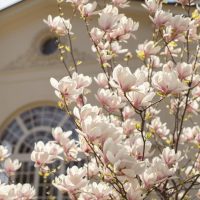 A tree with abundant white and pink Magnolia 'Nigra' 6" Pot blossoms stands in front of a building with an arched window and circular design above it.