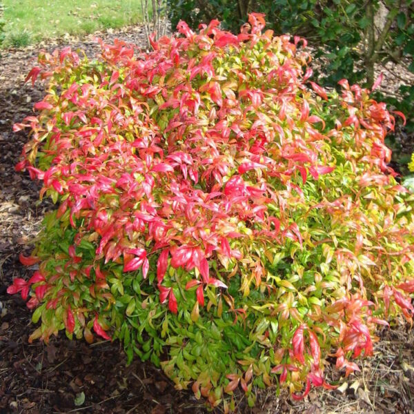 Nandina "City Lights"