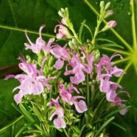 Close-up of dew-covered Rosmarinus 'Pink Rosemary' flowers against a large green leaf background, nestled in a 4" pot.