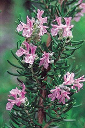 Close-up of a Rosmarinus 'Pink Rosemary' 4" Pot plant with delicate pink flowers blooming among its needle-like green leaves.