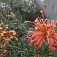 Grevillea "Poorinda Queen"