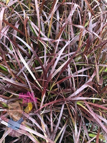 Red Foxtail Grass 6" Pot @ Hello Hello Plants