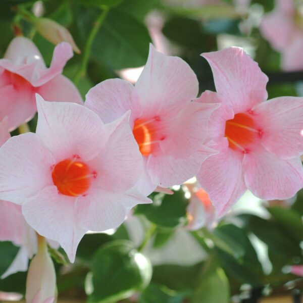 Mandevilla "Classic Cream Pink"