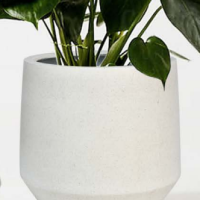 An Acer 'Oregon Sunset' Japanese Maple is displayed in a 12" pot with a simple white geometric pattern, set against a plain background.