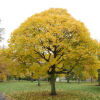 Acer "Golden Turkish Maple"