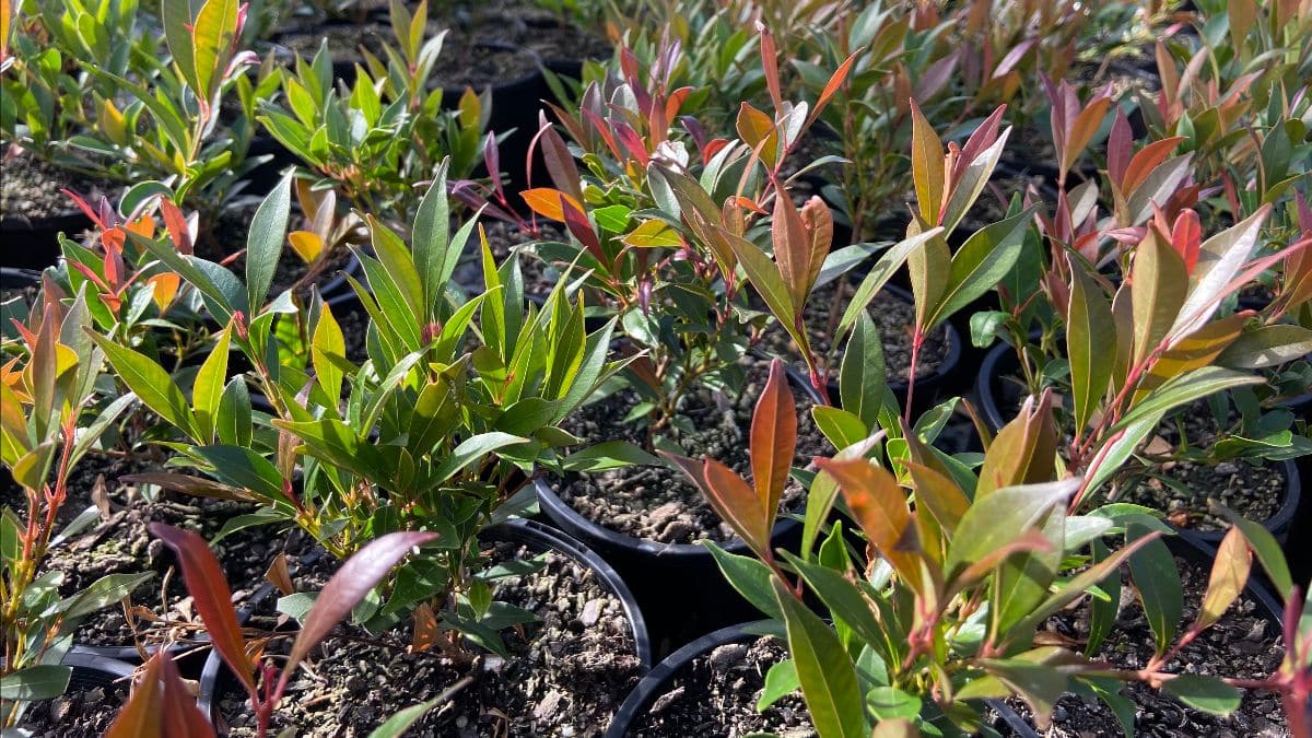Several small green and reddish potted plants, such as the Acmena 'Forest Flame' Lilly Pilly in a 6" pot, are growing closely together in soil with sunlight highlighting their leaves from above.