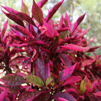 Alternanthera "Brazilian Red Hots"