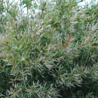 Callistemon "Silver Cloud"