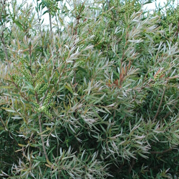 Callistemon "Silver Cloud"