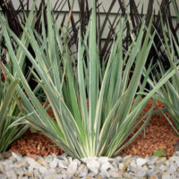 Dietes "White Tiger"