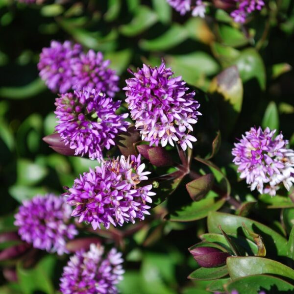 Hebe "Purple Haze"