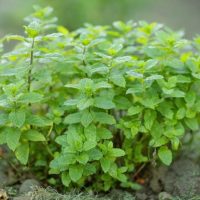 Mint 'Moroccan' 4" Pot