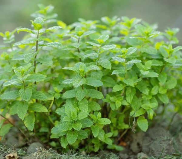 Mint 'Moroccan' 4" Pot