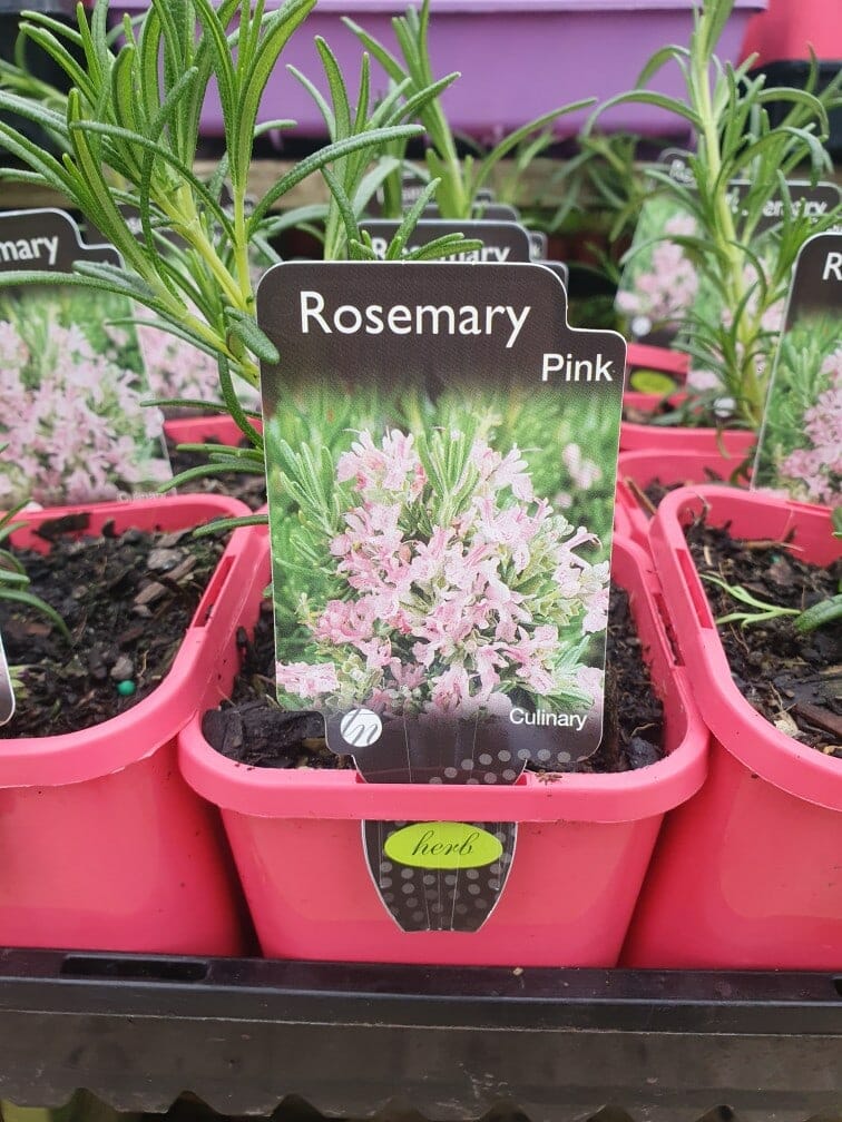 Experience the charming elegance of Rosmarinus 'Pink Rosemary' in 3" pots, each labeled "Rosemary Pink Culinary." These delightful plants bring a splash of color and fragrance to any space.