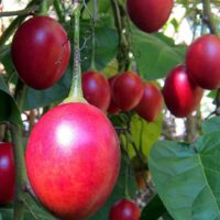 Red Tamarillo