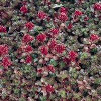 Sedum "Dragon's Blood"