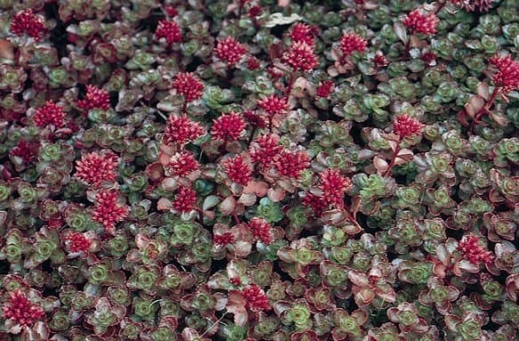 Sedum "Dragon's Blood"