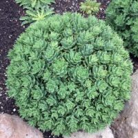 Sedum "Thunder Cloud"