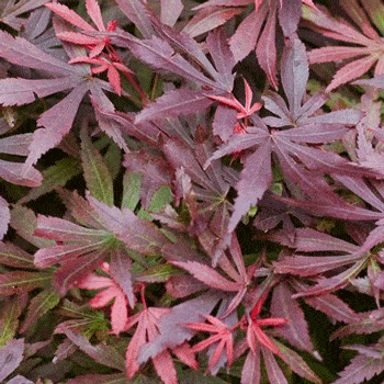 Acer 'Shaina' Japanese Maple 13" Pot (Standard) - Image 2