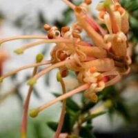 Grevillea "Carpet Queen"