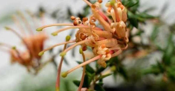 Grevillea "Carpet Queen"