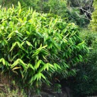 Bamboo "Tiger Grass"