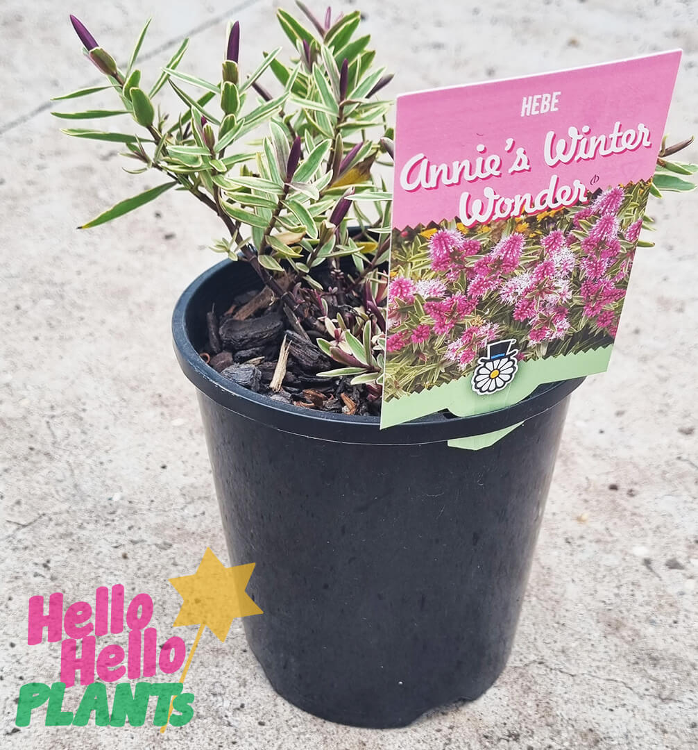 Hebe 'Annie's Winter Wonder' 6" Pot - Image 4