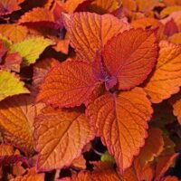 Coleus Campfire