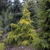 Cedrus "Vinks Gold"