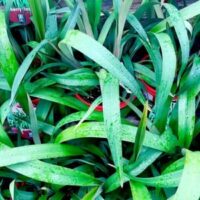 Dianella "Cherry Red"