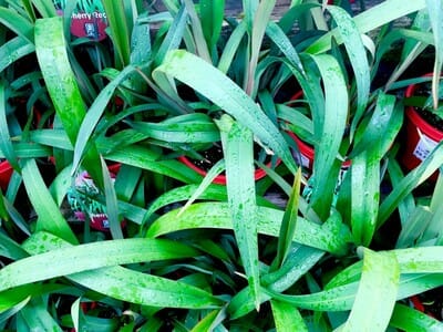 Dianella "Cherry Red"