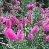 Callistemon "Reeves Pink"
