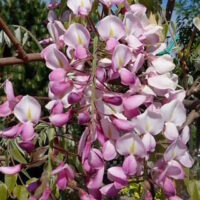 Wisteria "Showa Beni"
