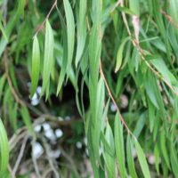 A close-up of long, slender green leaves hanging gracefully from Agonis 'Willow Myrtle' branches, set against a blurred backdrop of more foliage.