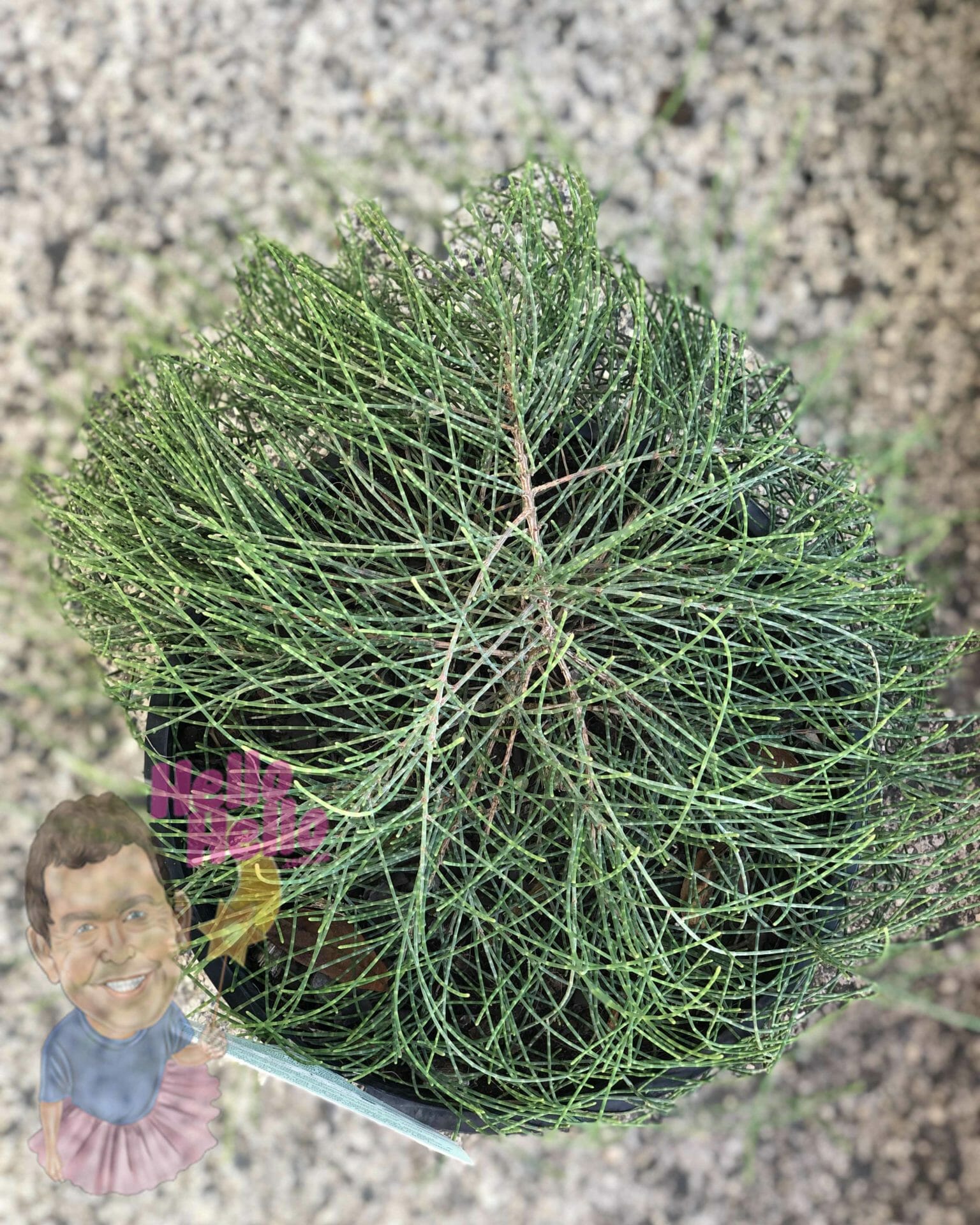 Top view of a Casuarina 'Cousin It' 8" Pot with dense, thin green leaves, placed on a speckled surface with two illustrated human face cutouts near the bottom.