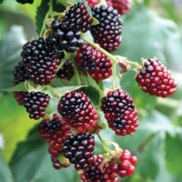 Rubs Fruiting Boysenberry