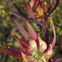 Leucadendron "Fireglow"