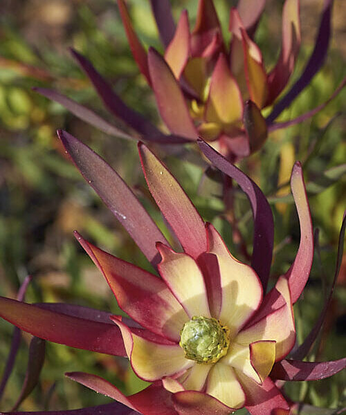 Leucadendron "Fireglow"