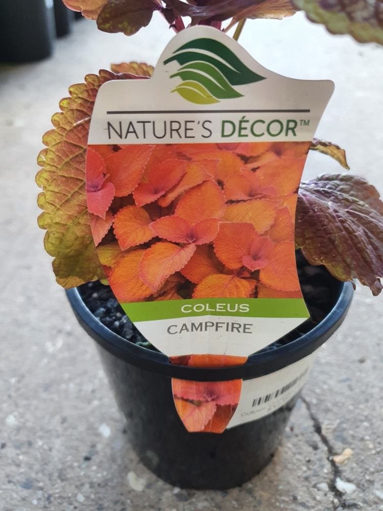 Coleus 'Campfire' 6" Pot - Image 3