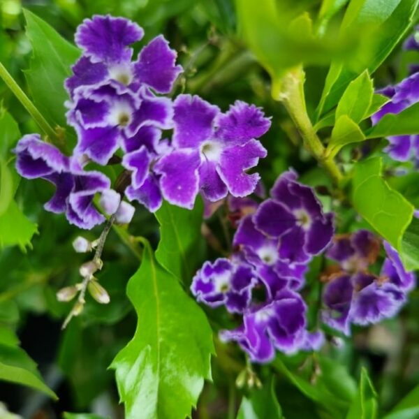 The Duranta 'Geisha Girl' displays purple flowers with white edges, elegantly set against vibrant green foliage.