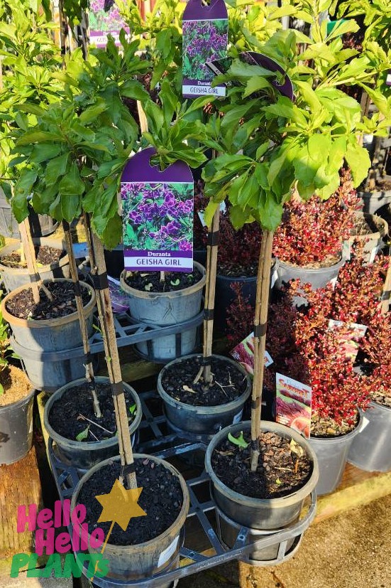 Duranta 'Geisha Girl' Standard 3ft plants in 8" pots, featuring leafy green foliage and purple tags, are available for sale at the garden center.