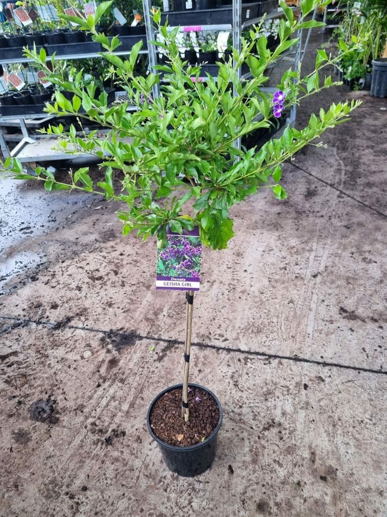 Duranta 'Geisha Girl' Standard 3ft 8" Pot - Image 2