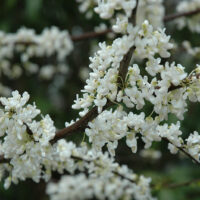 Clusters of white blossoms on a Cercis 'White Eastern Redbud' 13" Pot shrub against a blurred green background.