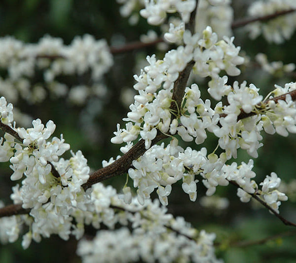 Clusters of white blossoms on a Cercis 'White Eastern Redbud' 13" Pot shrub against a blurred green background.