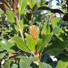 Hello Hello Plants Nursery Campbellfield Melbourne Victoria Australia Magnolia grandiflora Kay Parris leaves and spent flower