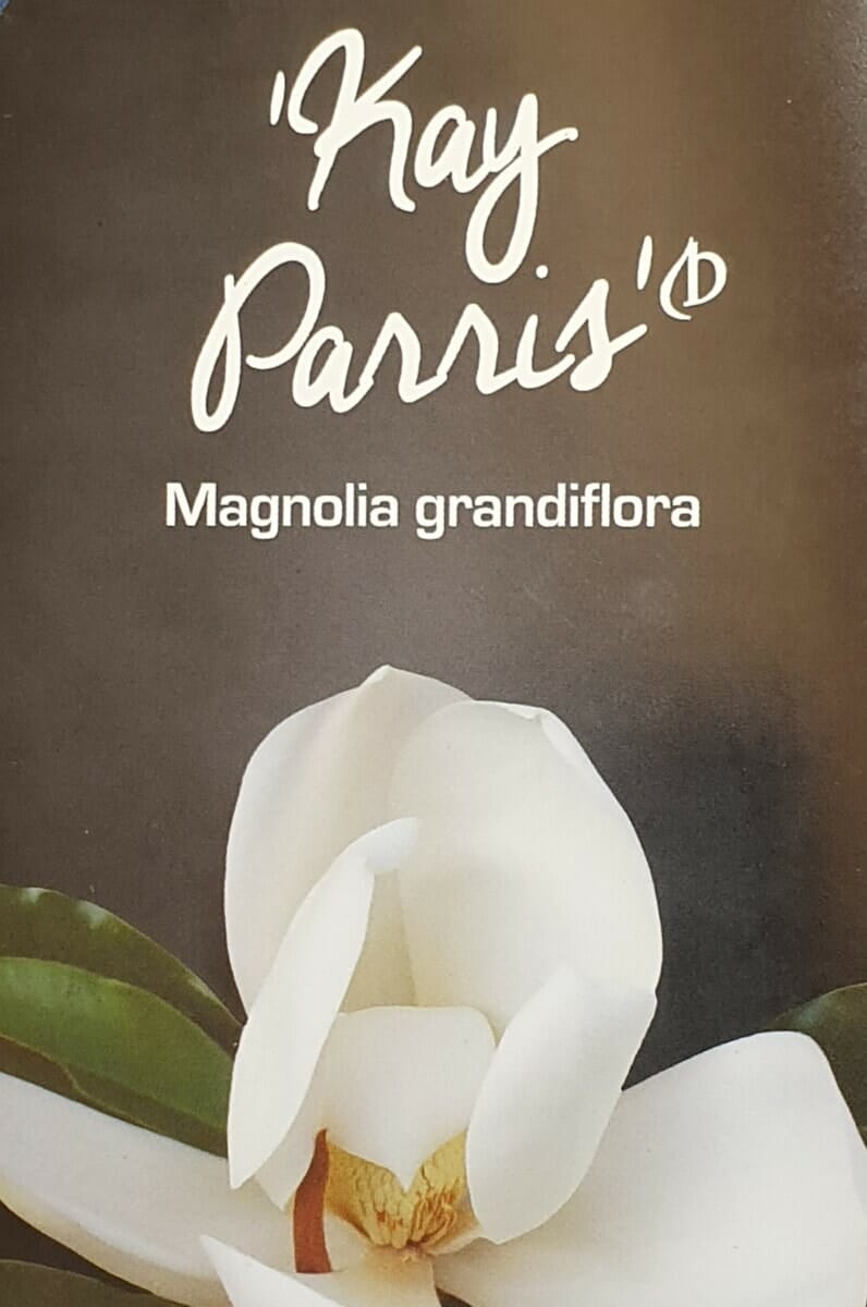 Hello Hello Plants Nursery Campbellfield Melbourne Victoria Australia Magnolia grandiflora Kay Parris tag