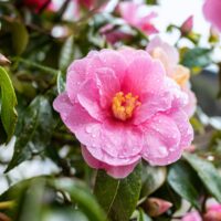 Hello Hello Plants Nursery Melbourne Victoria Australia Camellia sasanqua Plantation Pink flowering
