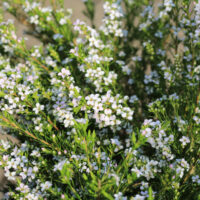 white flowering green diosma fragrant bush