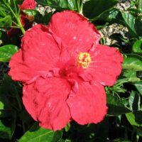Hibiscus "Catavki"
